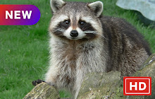 Raccoon New Tab Page HDPop Animals Theme small promo image