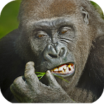 Cover Image of Télécharger Flying Gorilla  APK