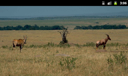 Antelopes - Live Wallpaper