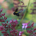 Carpenter Bee