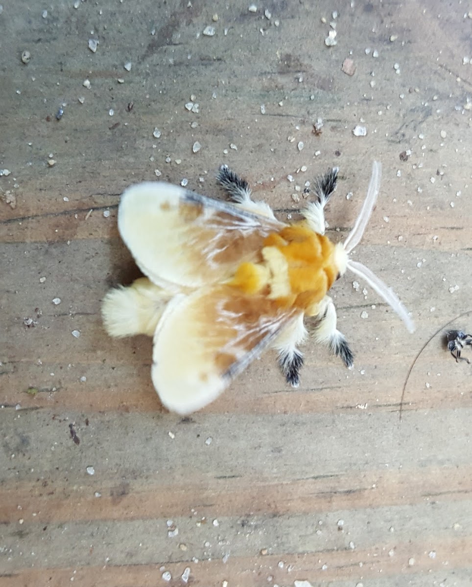 Southern Flannel Moth