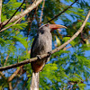 Malabar Grey Hornbill