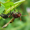 White-footed paper-wasp (2)