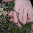 Earthworm