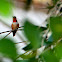 Rufous hummingbird