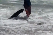 A seal pup attacked swimmers at Clifton Beach on Tuesday.
