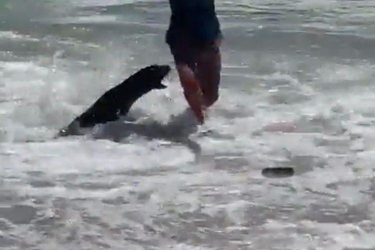 A seal pup attacked swimmers at Clifton Beach on Tuesday.