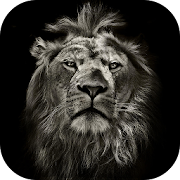 Lion King CM Locker Cool Theme 1.1.5 Icon