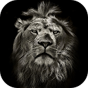 App herunterladen Lion King CM Locker Cool Theme Installieren Sie Neueste APK Downloader