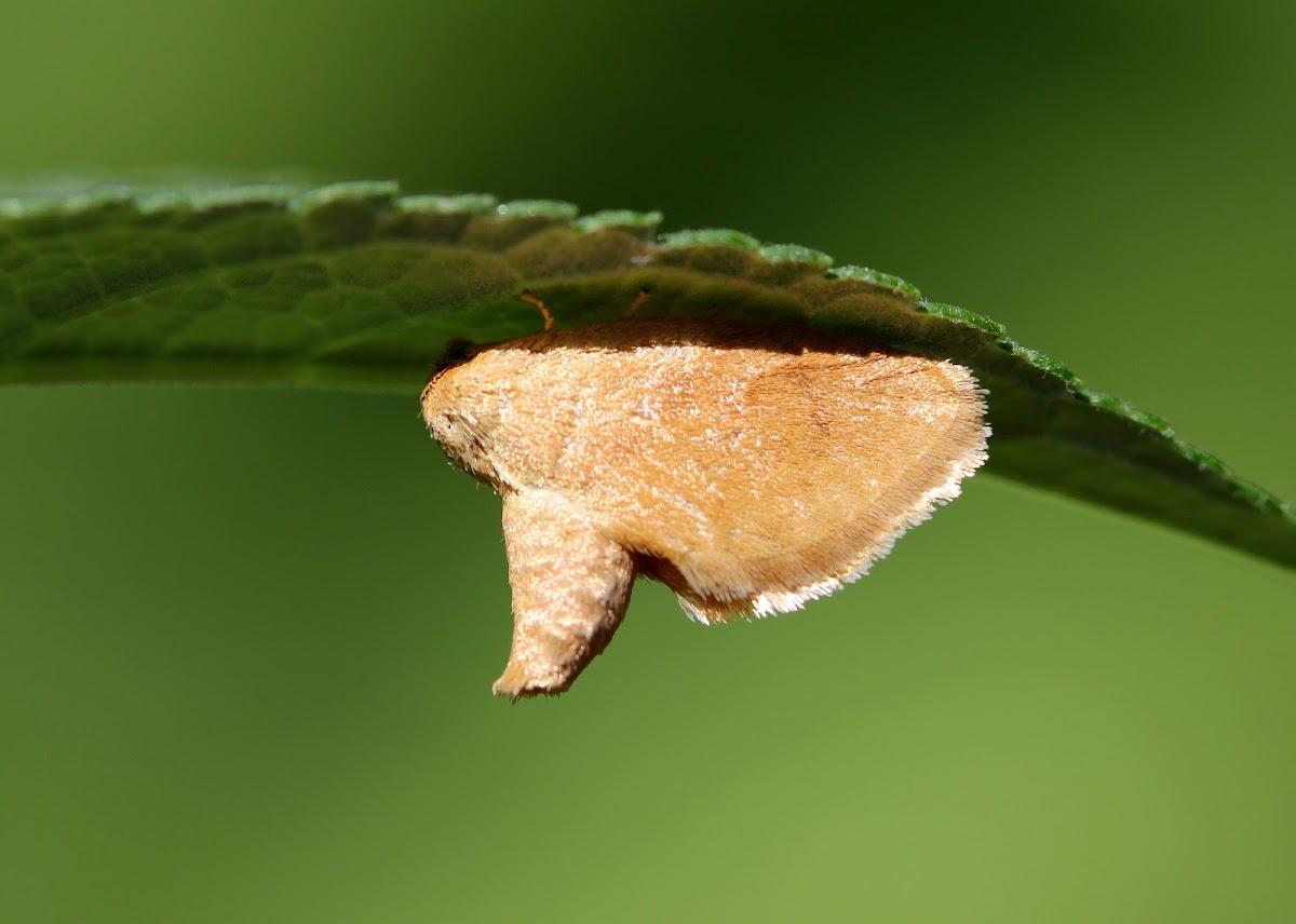 Warm-chevroned Moth