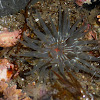 Warty Columned Anemone