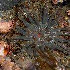 Warty Columned Anemone