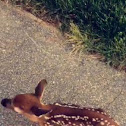 White Tailed Baby Deer