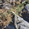 Starred agama lizard