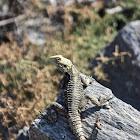 Starred agama lizard