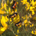 Blister Beetle