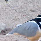 Egyptian Plover