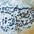 Crust porpidia lichen