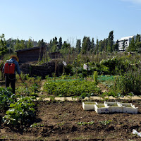 Orto urbano di 