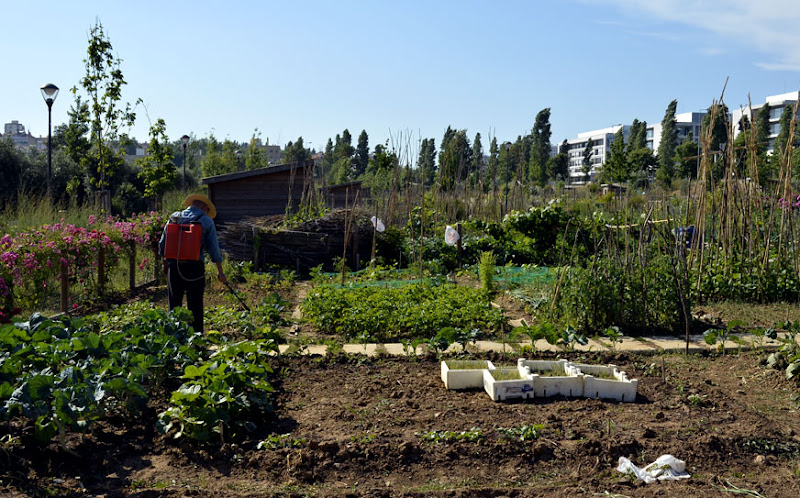 Orto urbano di Giuseppe Paolinelli