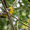 Yellow Grosbeak