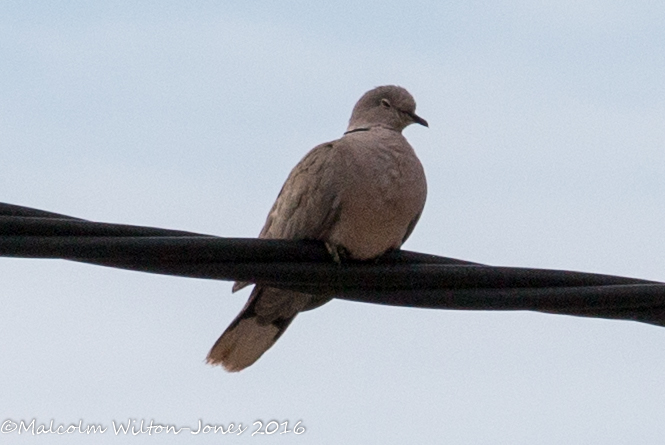 Collared Dove; Tórtola Turca