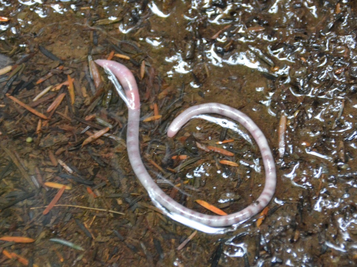 Earthworm