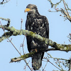 Bald Eagle (juvenile)