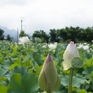 野夫炊煙