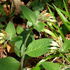 Ottoman Comfrey