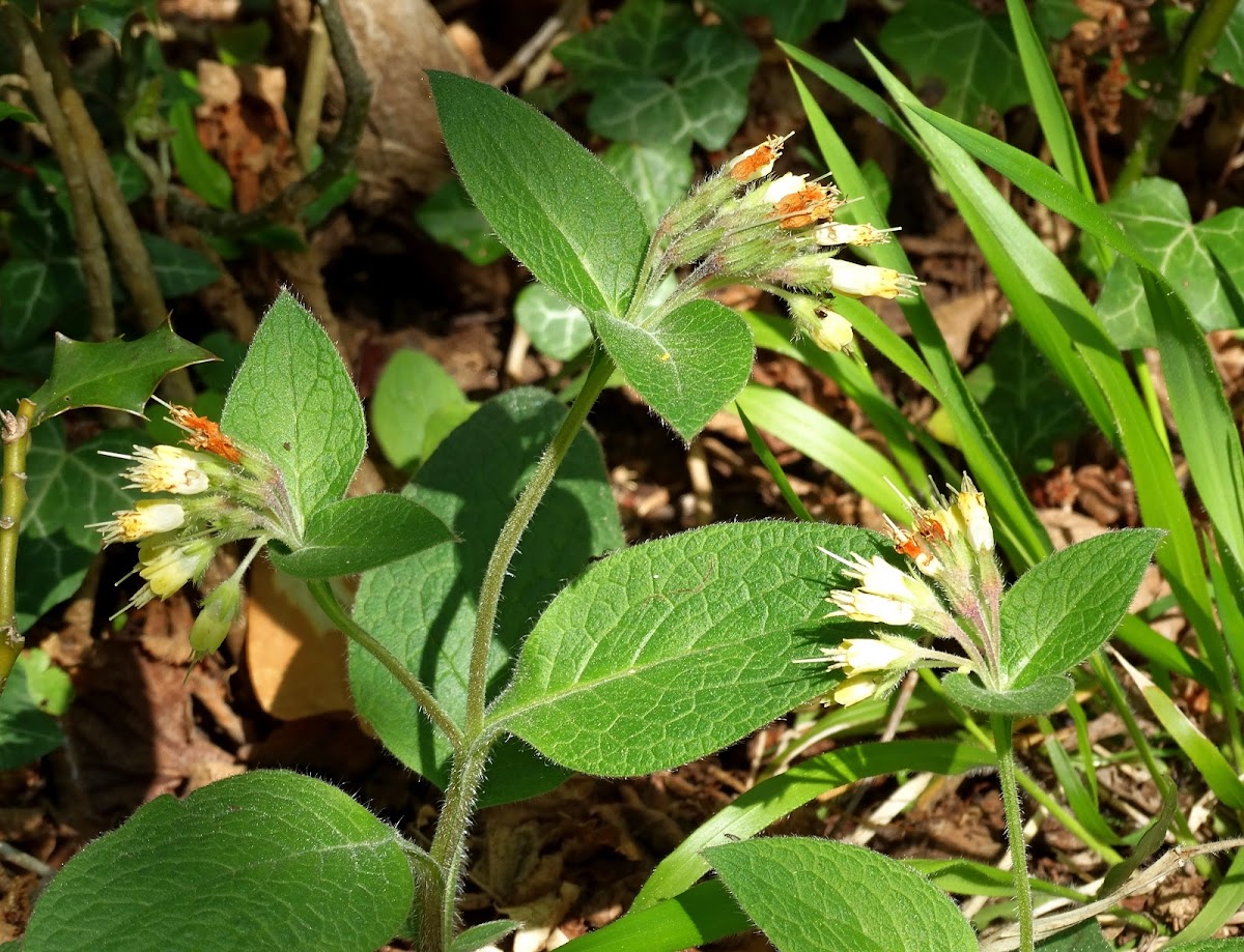 Ottoman Comfrey