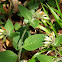 Ottoman Comfrey