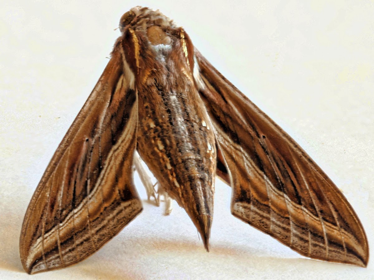 Grape Vine Hawk Moth