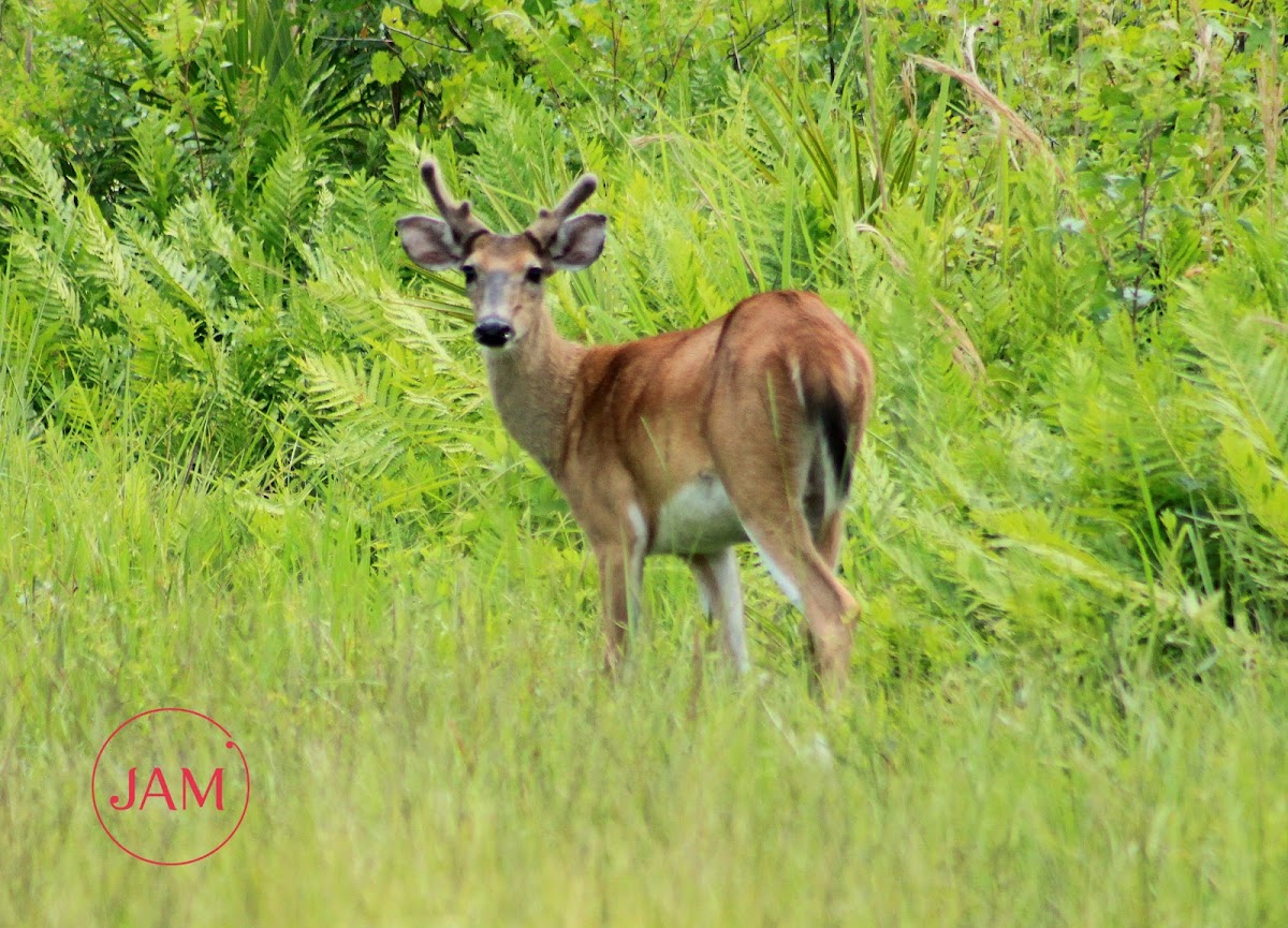 White-tailed Deer (male)