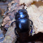 Dung beetle