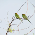 Green bee-eater