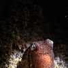 Hummingbird Bobtail Squid