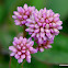 pink-headed persicaria,[2] pinkhead smartweed,[3] pink knotweed, Japanese knotweed, or pink bubble persicaria