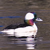 Bufflehead (male)