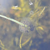 Pacifc Tree Frog egg clusters