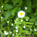 Eastern daisy fleabane