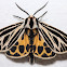 Little Virgin Tiger Moth - Hodges#8175