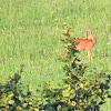 Roe deer