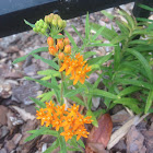 asclepias tuberosa