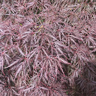 Japanese Maple