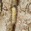 Fall Webworm Moth Caterpillar