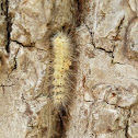 Fall Webworm Moth Caterpillar