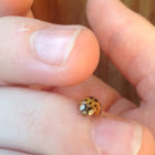 Multi-colored Asian Lady Beetle