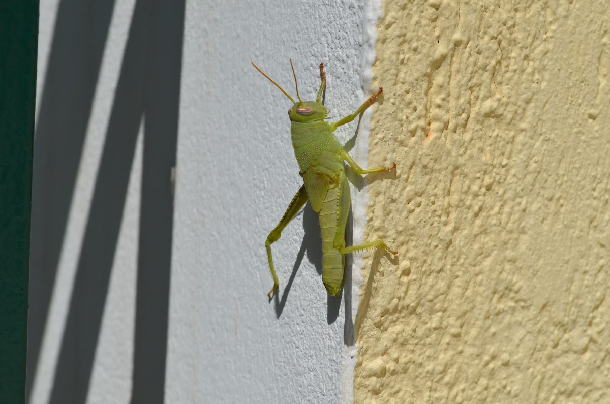 Egyptian locust