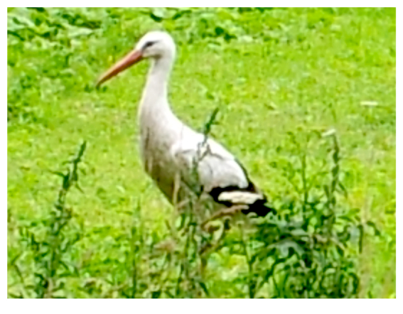 European White Stork